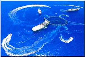 Pêche: Chute de production des céphalopodes et report du vote sur l’App