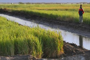 Des agriculteurs se plaignent de la hausse des prix des engrais