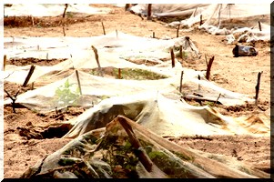 La nouvelle approche des Nations Unies pour venir en aide aux 20 millions d’affamés au Sahel