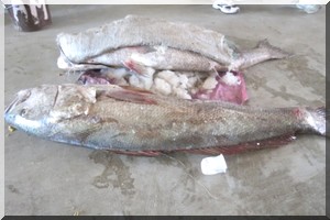 Yali Ndiaye, pêcheur : 'des espèces de poissons que l’on ne voyait plus sur les assiettes ont ...