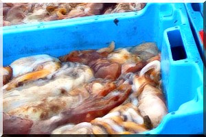 La Mauritanie ne cède pas sur le poulpe face à l’Europe