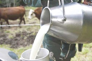 Mauritanie : hausse de 25% de la production de lait