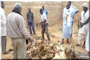 Le charançon rouge crée la psychose au Tagant 