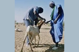 Foyer de fièvre de la vallée du Rift chez des ovins en Mauritanie