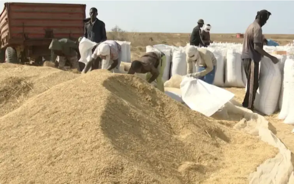 Mauritanie : l’importance des stocks du riz local et la baisse des achats mettent la pression sur les usines 