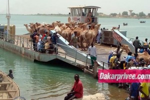 4 000 Sénégalais bloqués en Mauritanie