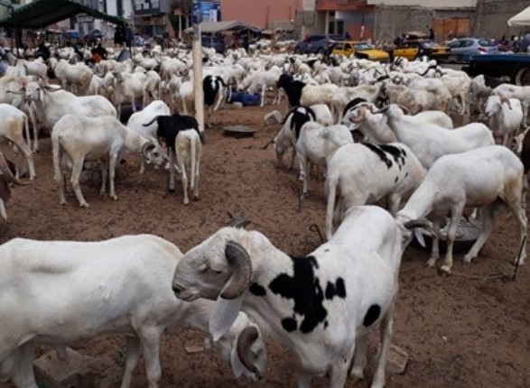 Tabaski 2025 : 190.000 moutons seront importés de la Mauritanie, (Ministre)