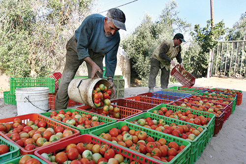 Mauritanie: les marchés de Nouakchott bien approvisionnés en tomates marocaines, malgré une petite alerte  