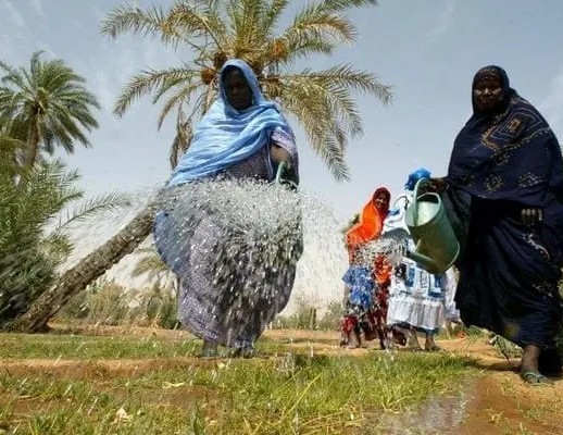  Envoi de 76 tonnes de semences au Hodh Chargui en prévision de la campagne agricole sous pluies 