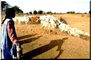 Sénégal/Mauritanie : La transhumance lourdement perturbée !