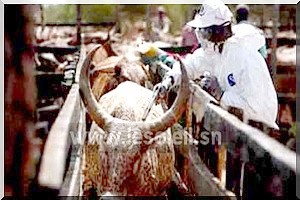 Désarroi d’un fonctionnaire du Hodh El Gharbi 