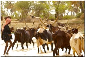 Mauritanie : l’élevage pèse 10% du PIB