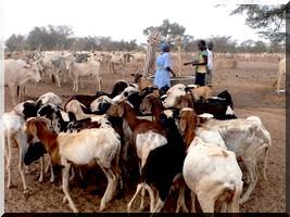 127 bovins meurent d’une maladie mystérieuse à Douara dans le département de R’Kiz.  