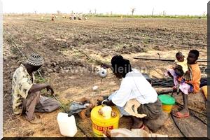 Aménagement des surfaces cultivables : Le chercheur Ousmane Thiam déplore la sous-exploitation du potentiel hydro-agricole de Diama