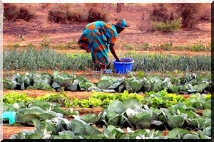 Gorgol : Expropriation des terres des paysans