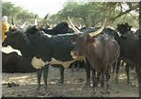 Mali / Deux mauritaniens tués pour vol de bétail.  